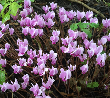 Cyclamen hederifolium